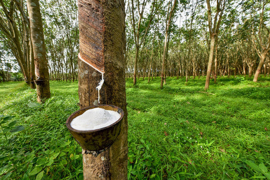Giving Rubber Trees a Second Life